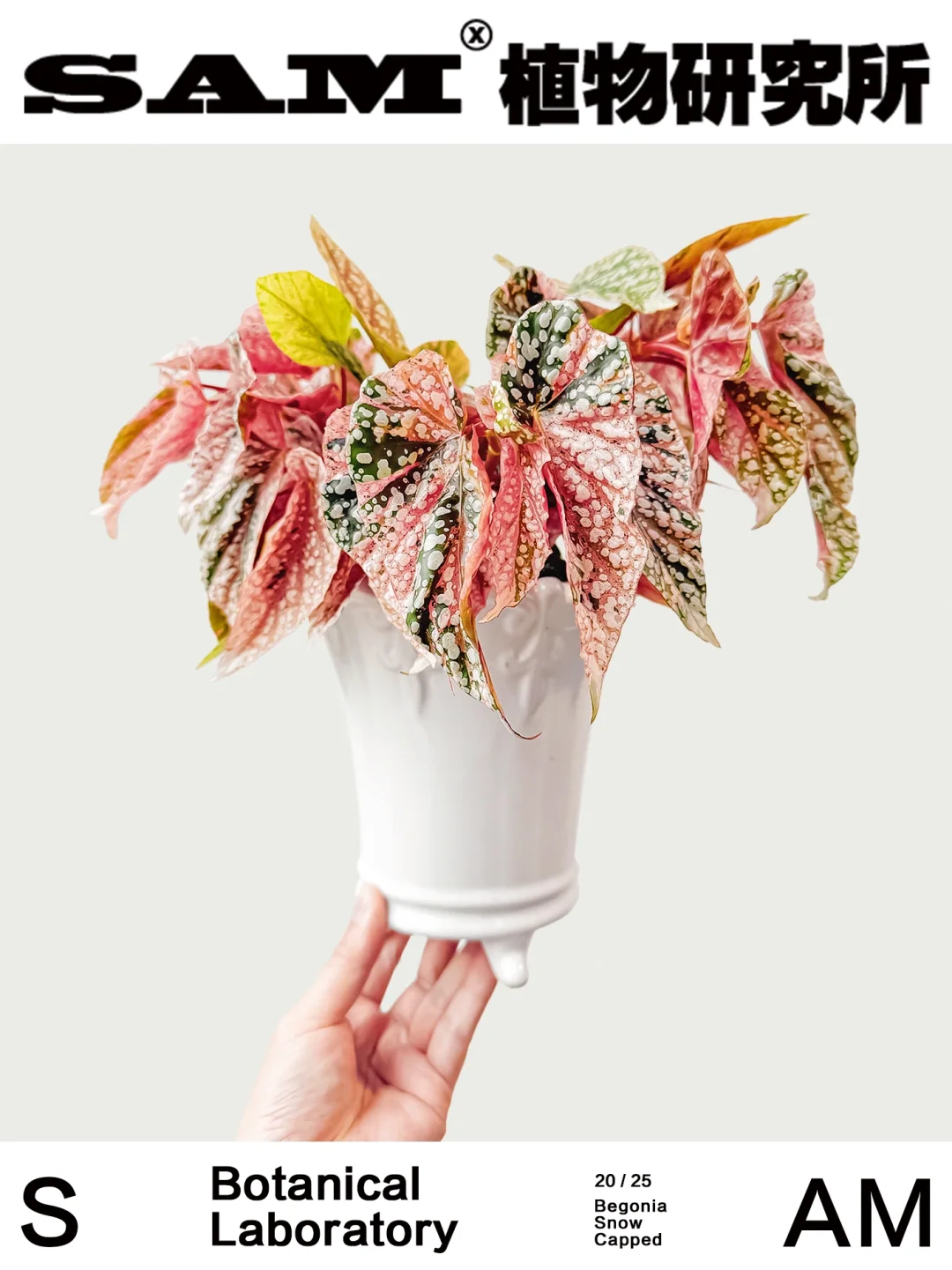 富士山锦秋海棠｜Begonia 'snow capped'