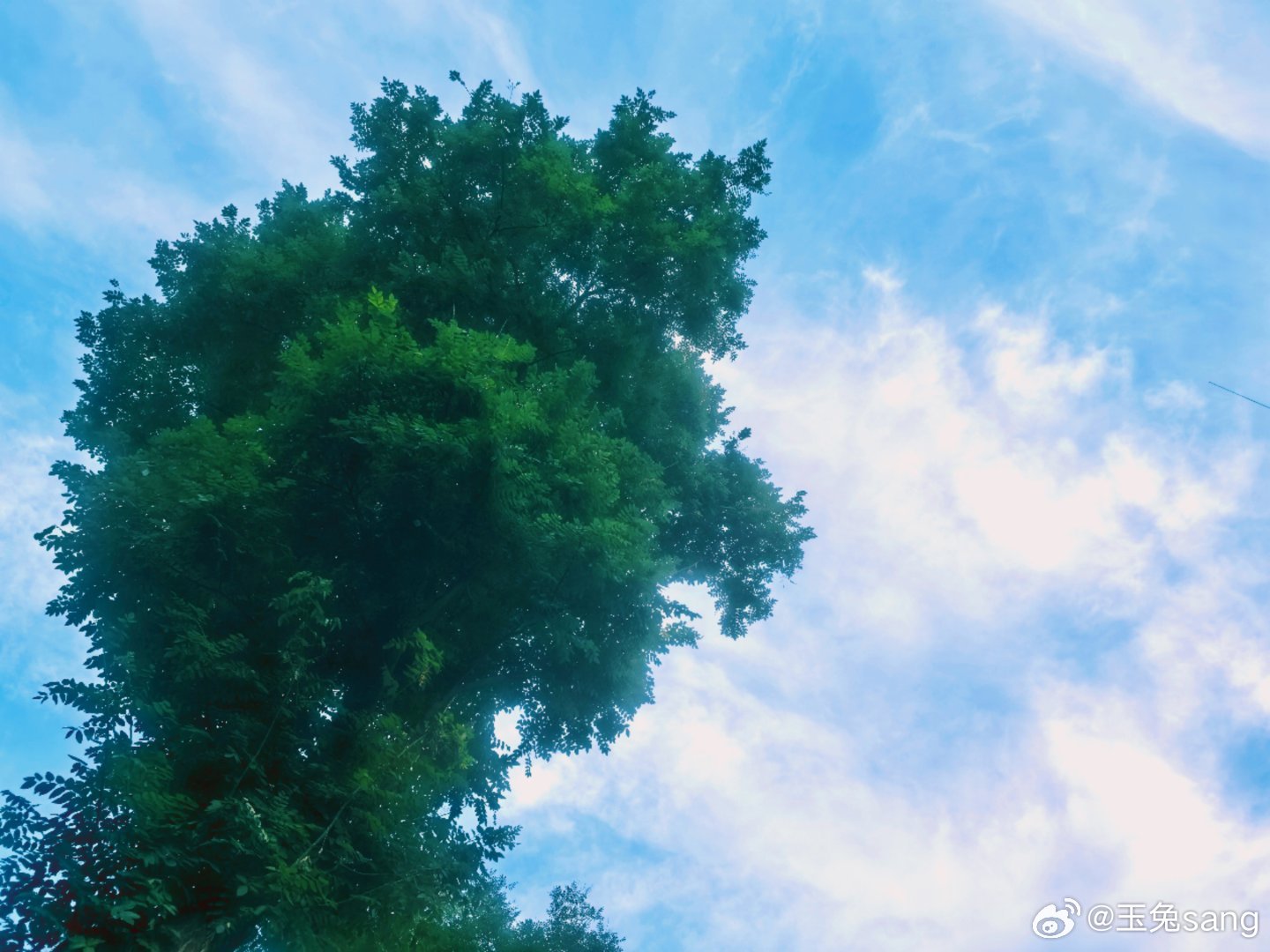 生机勃勃的风与树🌲☁️北京最近的蓝天白云太好看了，由于我的身体还在恢复期，乏力
