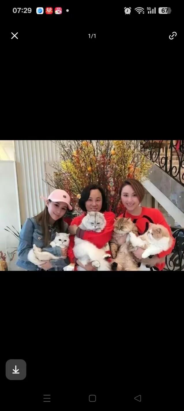 陈婉珍非常爱猫，尤其偏爱加菲猫，就是异国的那种短毛猫，布力径山顶大宅至少养了4只