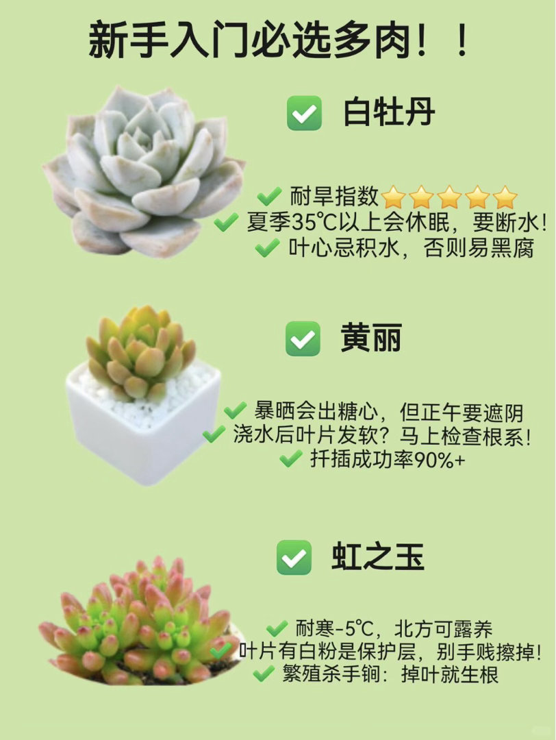 不能富养的多肉究竟怎么养多肉喜欢洗澡式的浇水方式 你问不能富养的多肉怎么养？答案