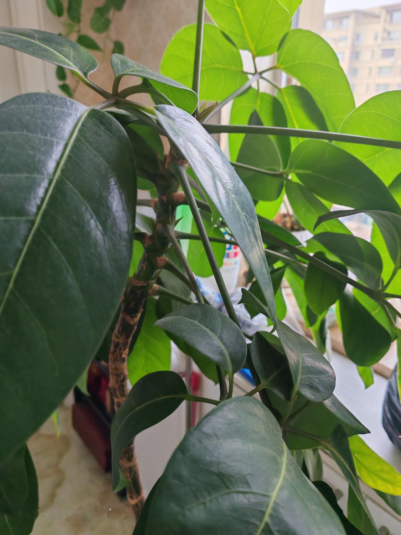 春天花会开，
快乐每一天。