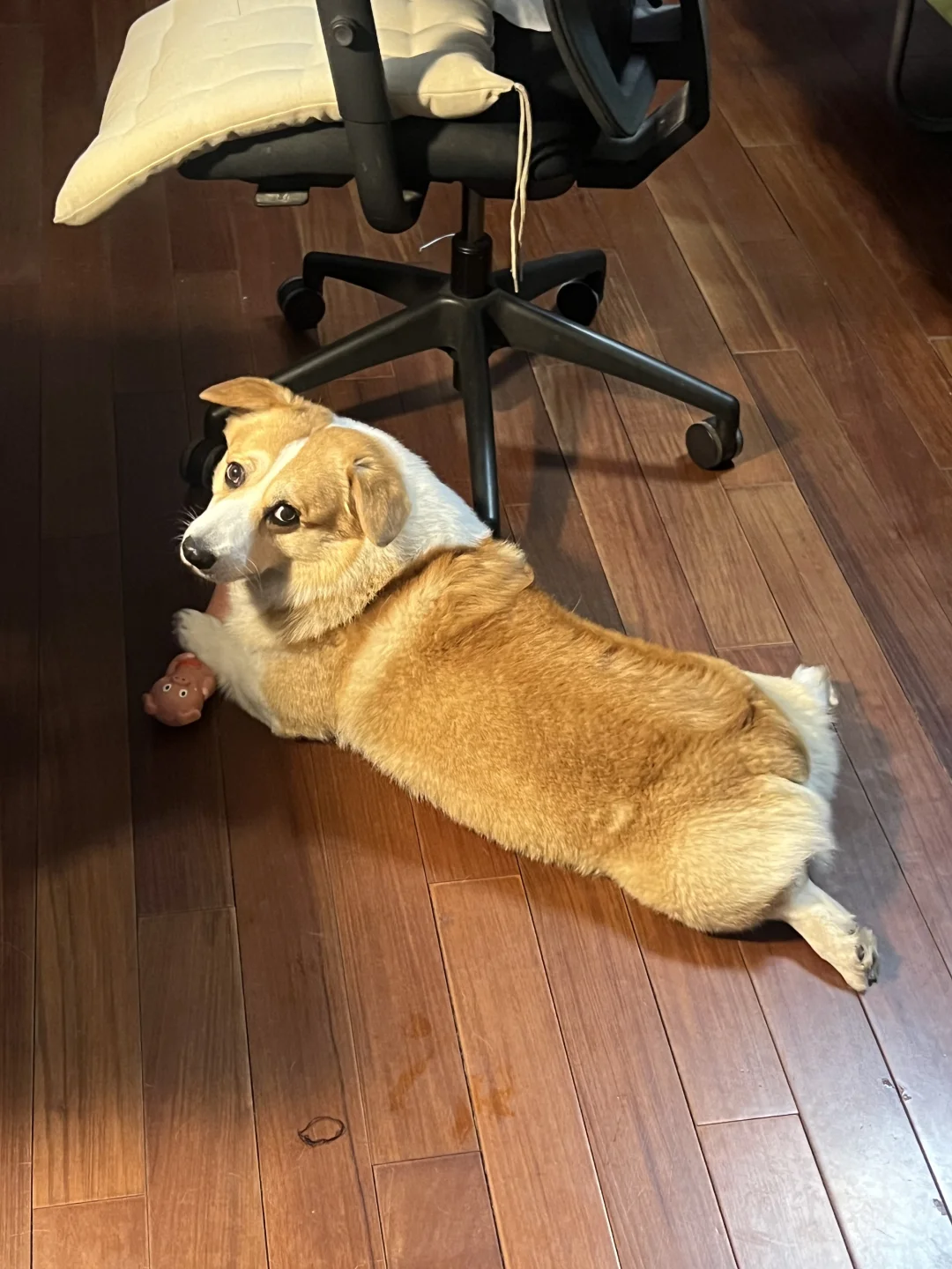 我的名字叫小胖