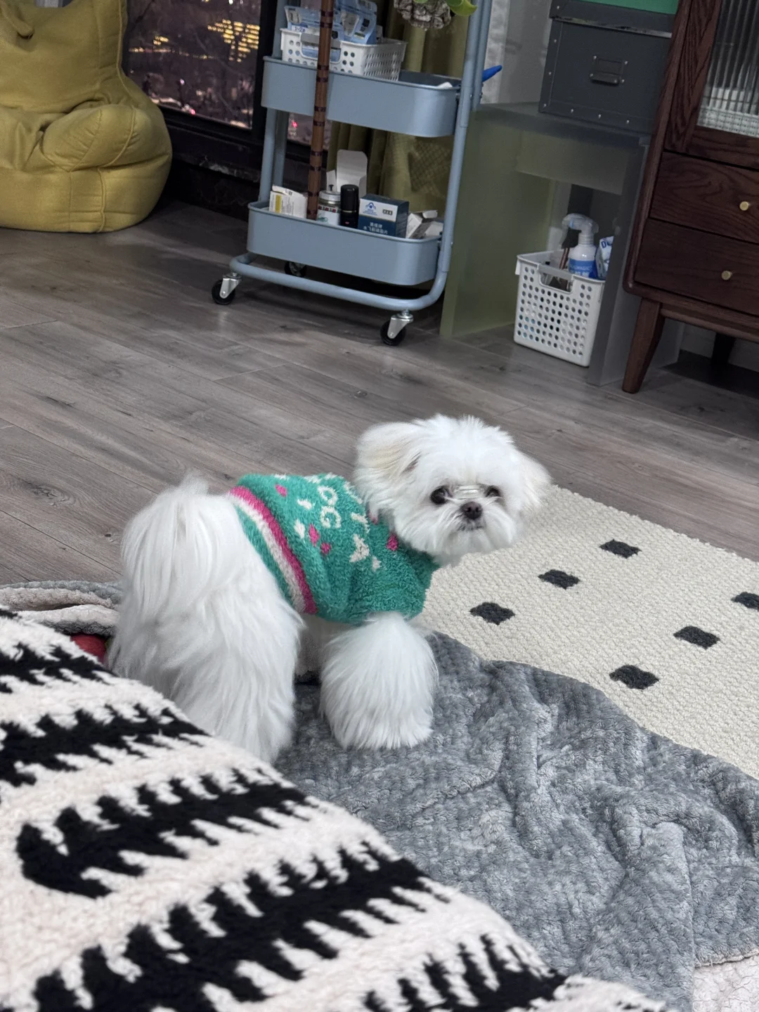 live图看这个小狗有多拽！