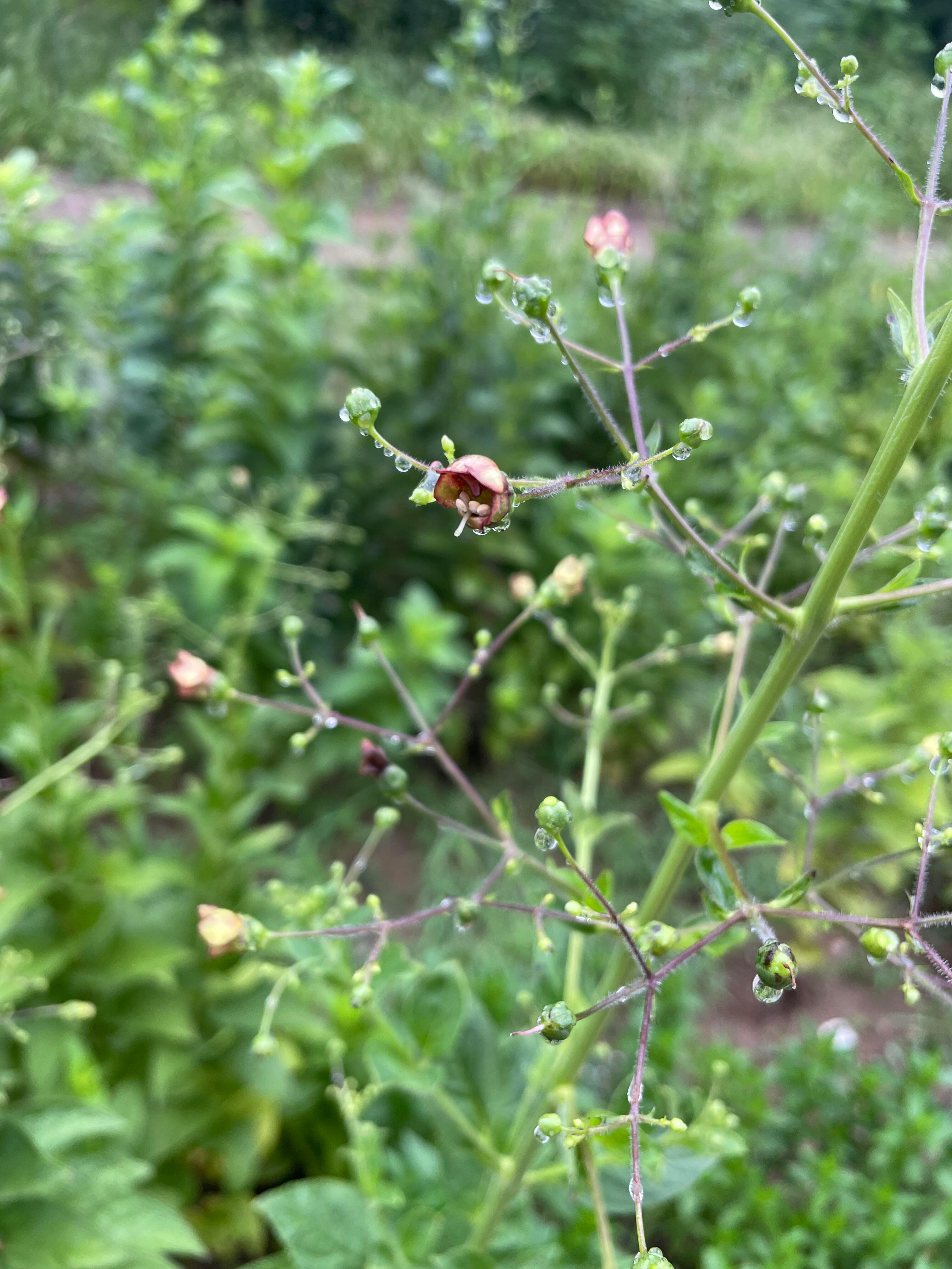 中医中药 | 专业科普 |  植物科普 玄参，作为传统中药材中的“实力派”，在中