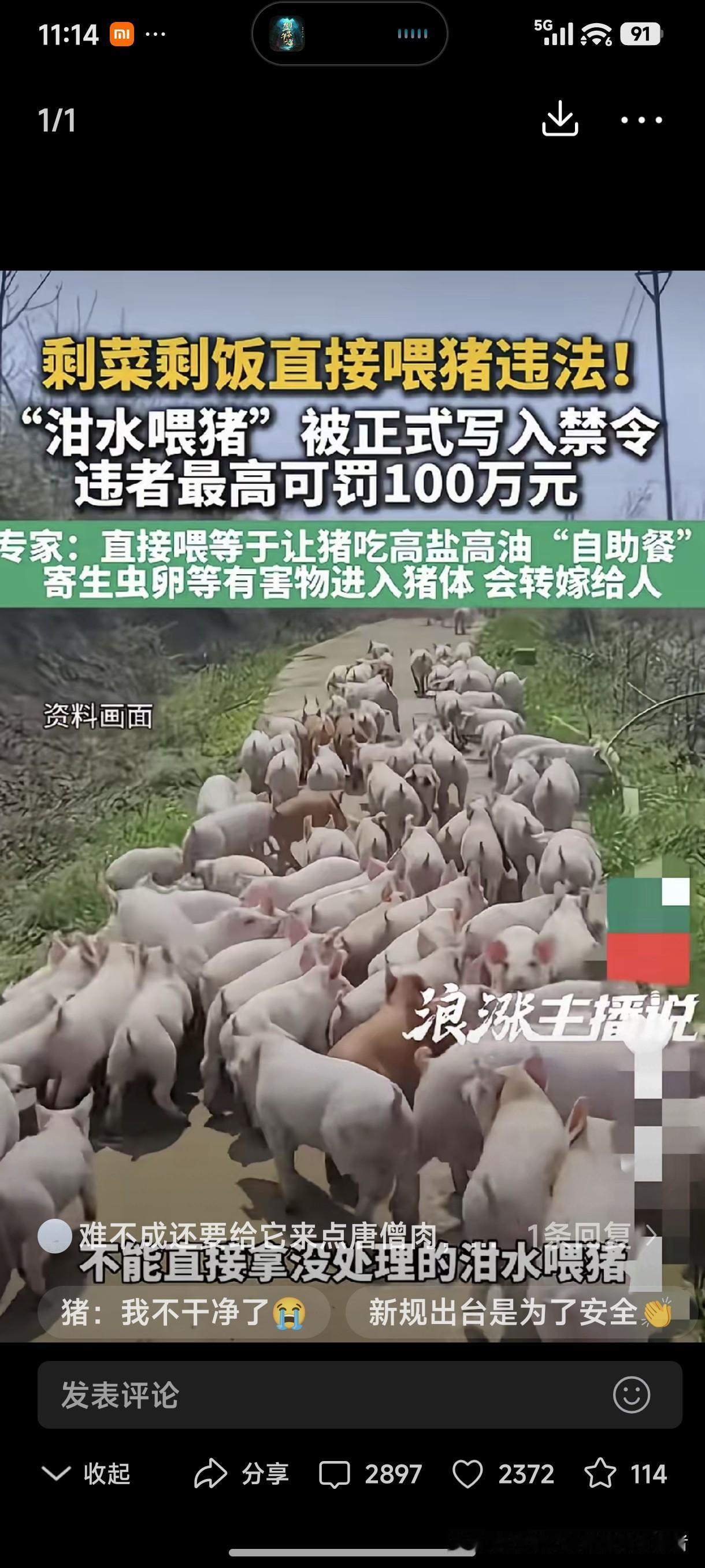 剩菜剩饭直接喂猪违法！
“泔水喂猪”被正式写入禁令，违者最高可罚100万元。
专