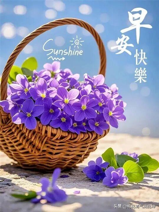 2026/08/13/（农历七月初一）星期四早上好！阳光明媚，花开得正好！