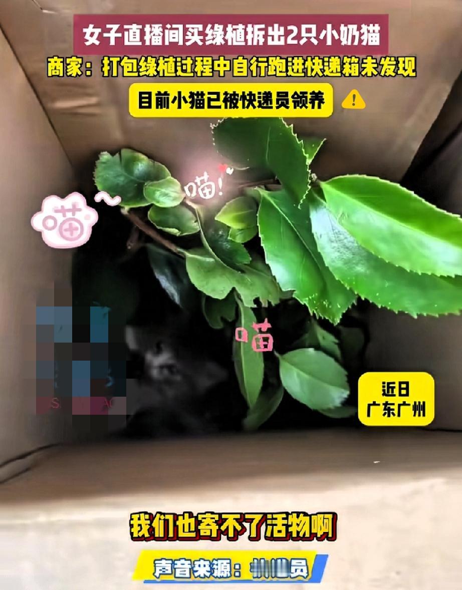 绿植包裹藏两只奶猫！
跨省运输两天活蹦乱跳，这场相遇太治愈了！
 
网购绿植拆开