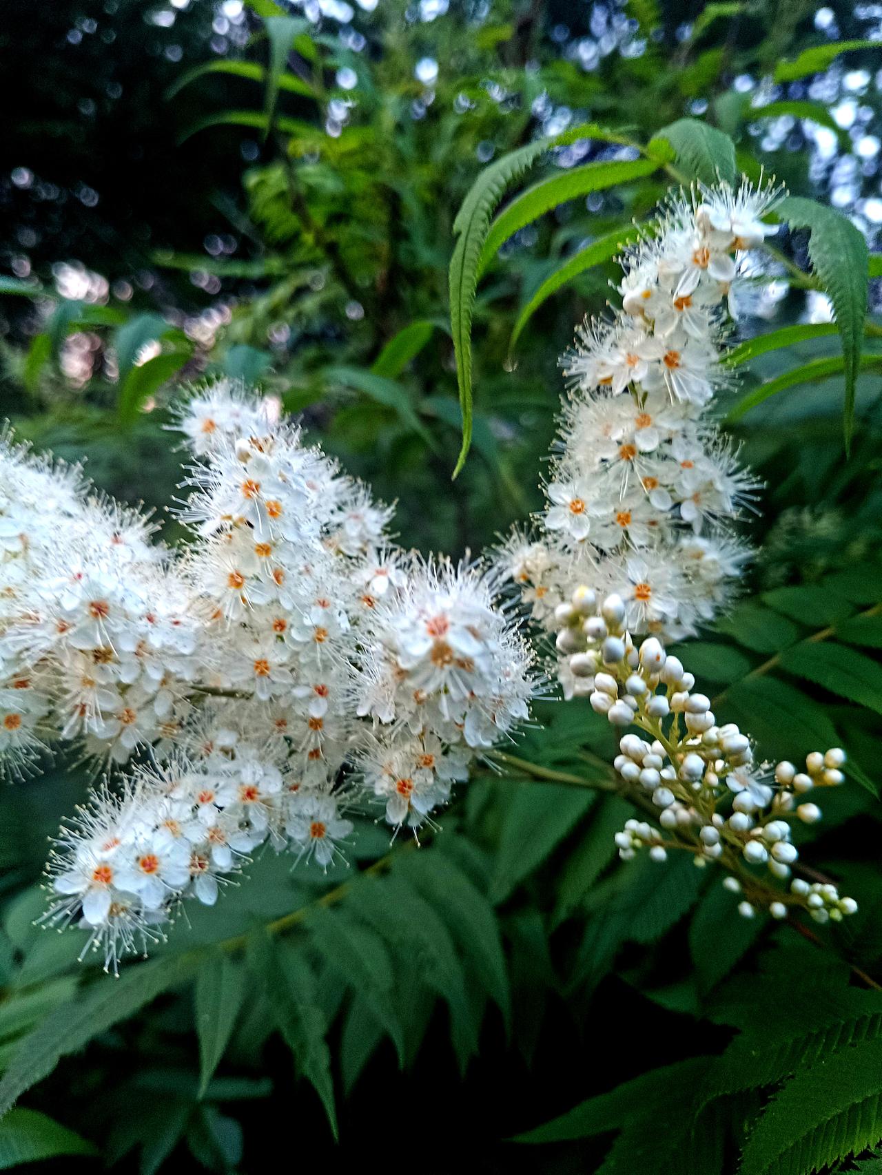 树荫下缀满一团团蓬松雪白花簇，纤细花丝轻盈舒展，像落在枝叶间的细碎云朵与漫天星雪
