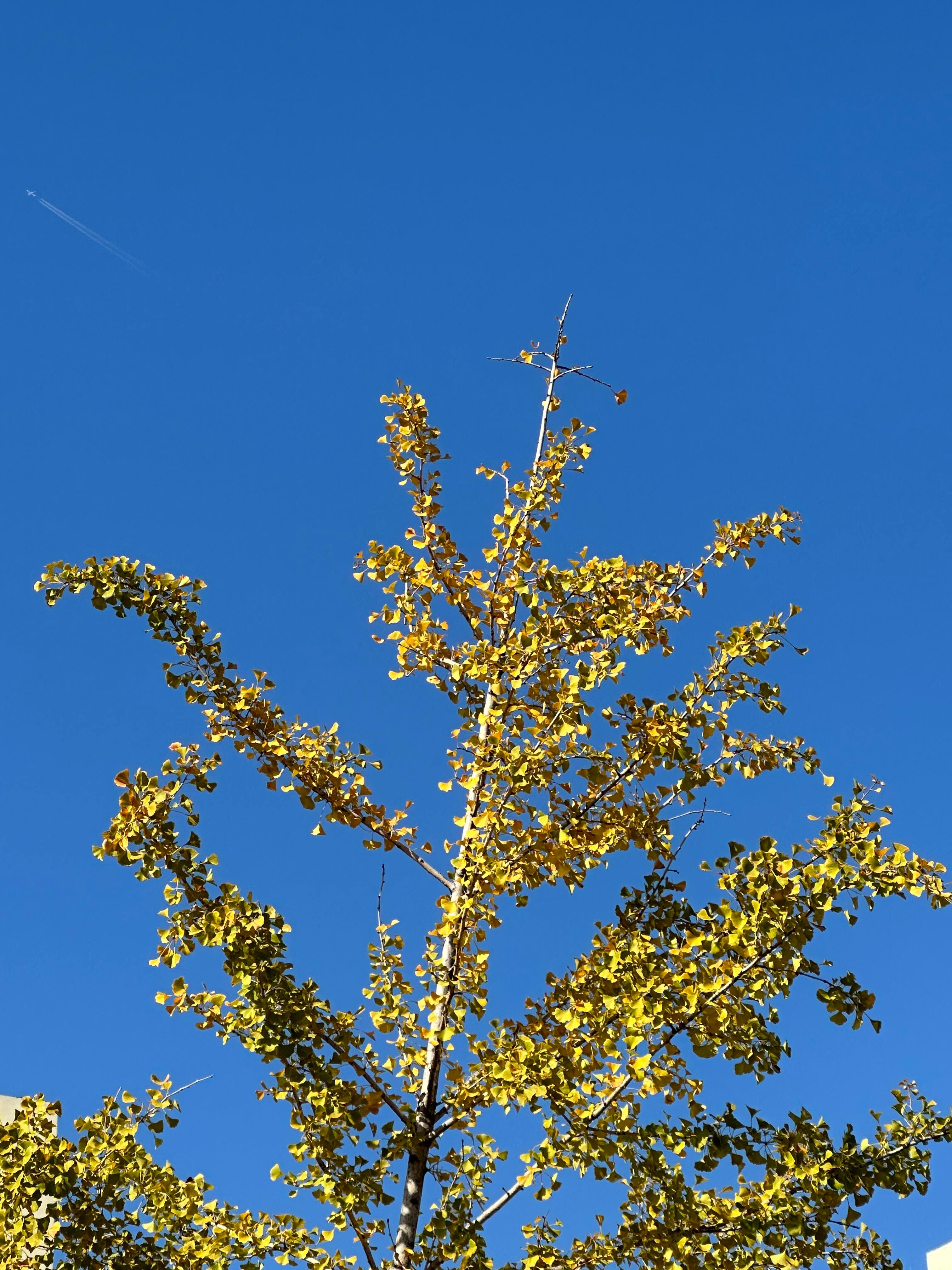 繁花锦簇 硕果累累 都需要过程💐🍏 