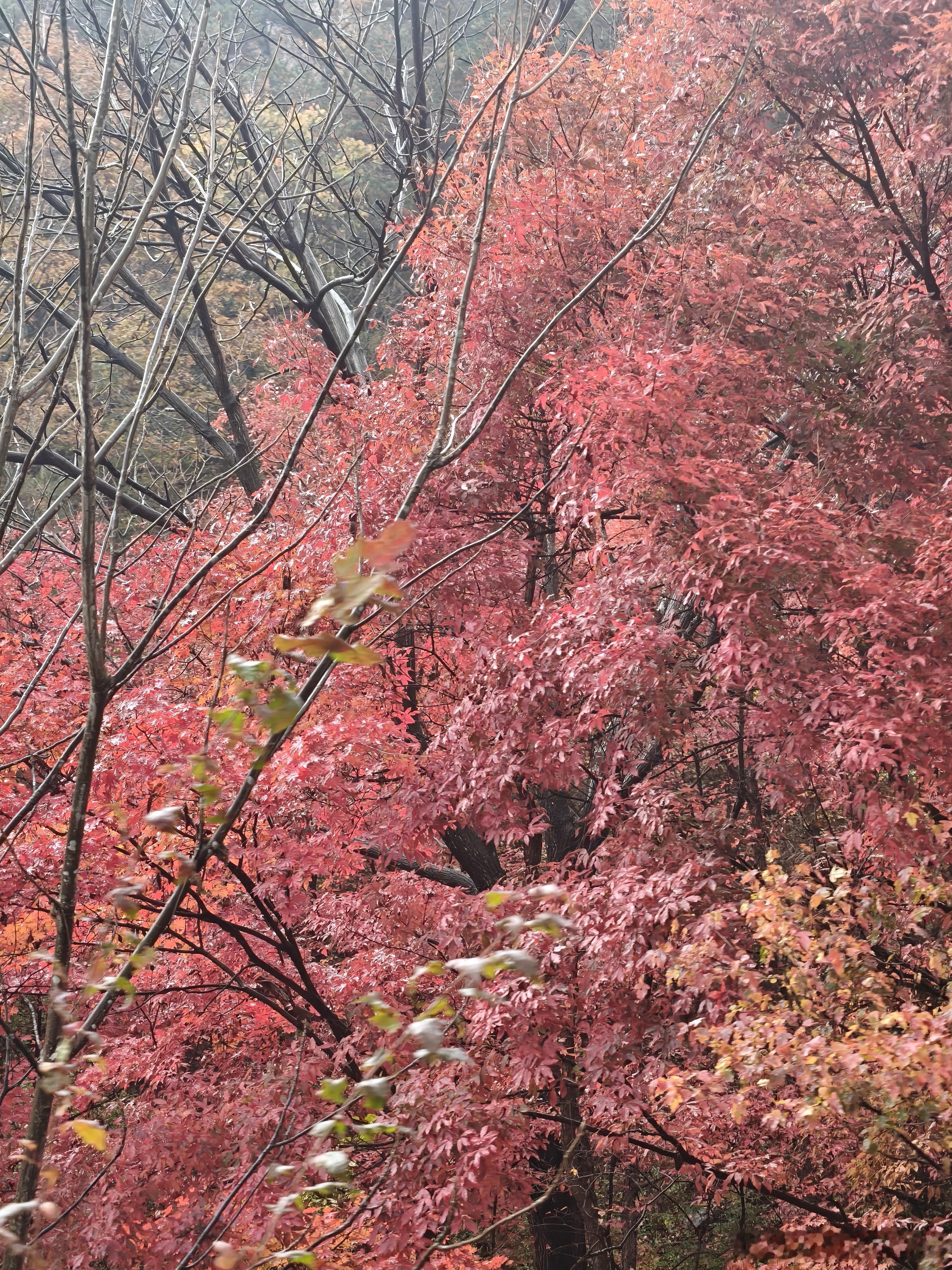 只有轮回的四季，没有轮回的人生，成年人的世界，除了离生命的终点越来越近，其他的，