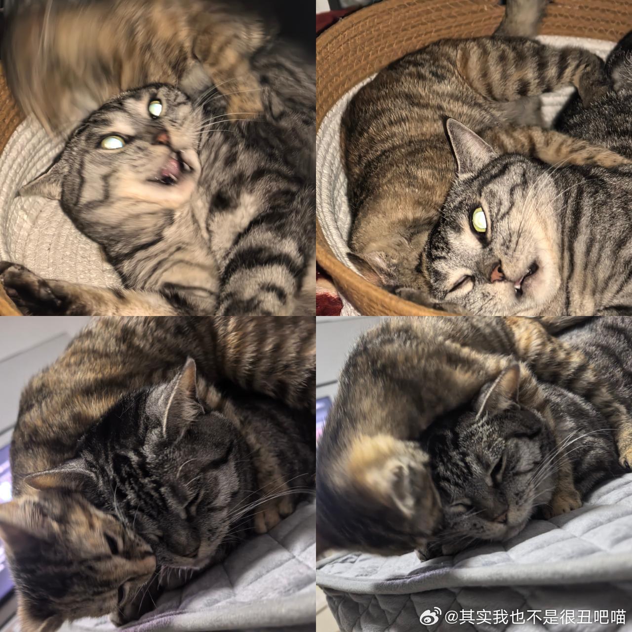 49812【心灵丑】猫善被猫欺！ 