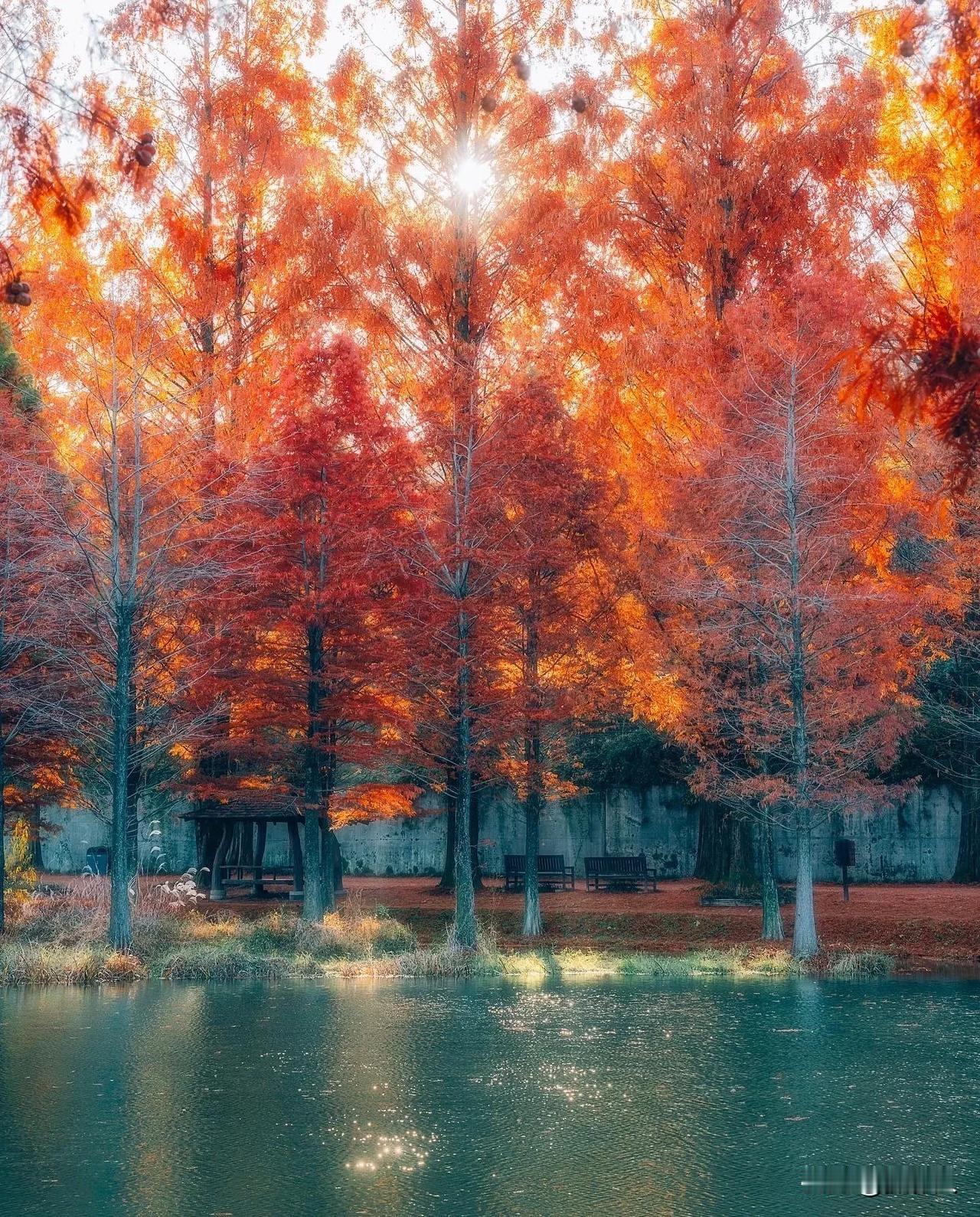 秋天的颜色🍁🍂

摄影丨im0gil