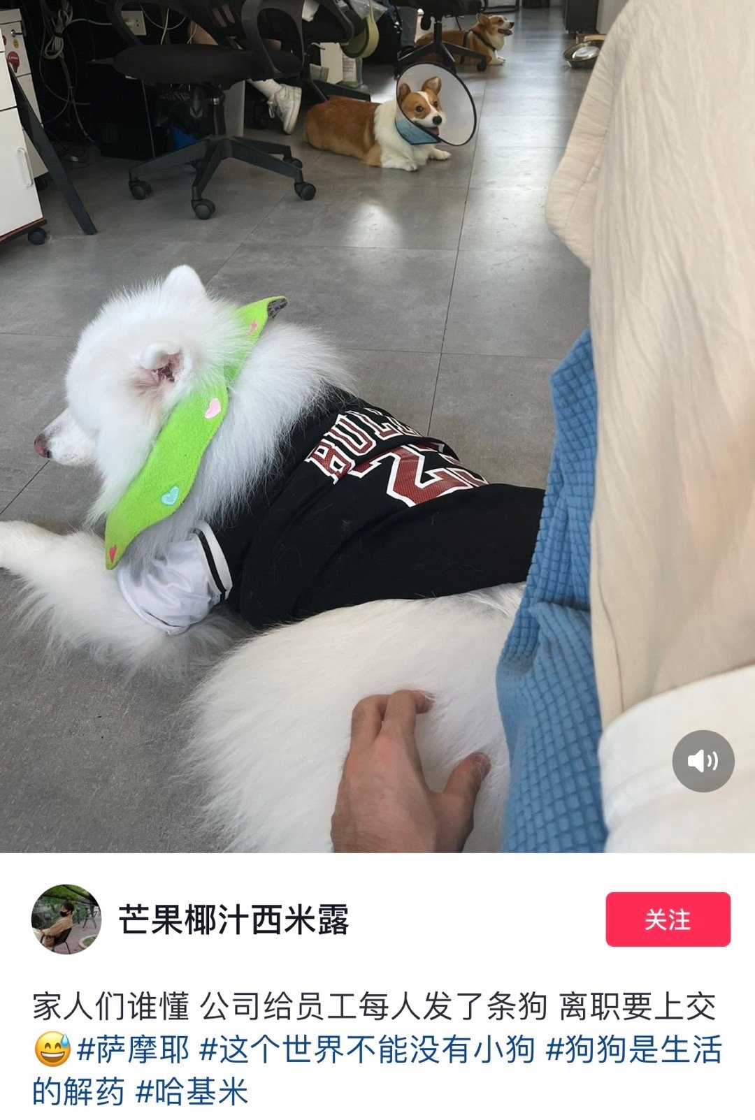 从公司离职了要上交狗狗第一次感觉到了拿孩子威胁的严重性[吃惊] ​​​