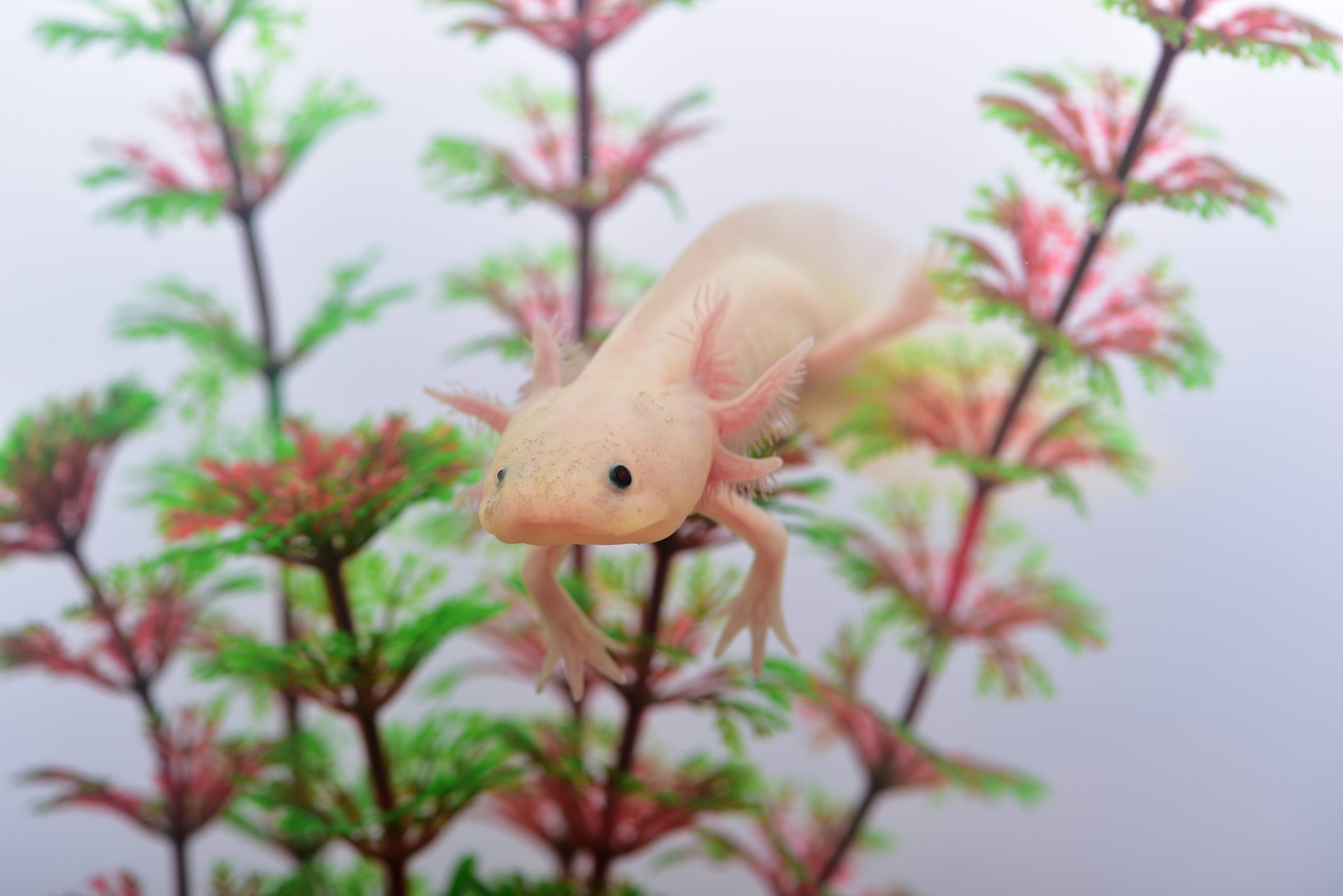 墨西哥钝口螈（美西螈，Ambystoma mexicanum）英文Axolotl