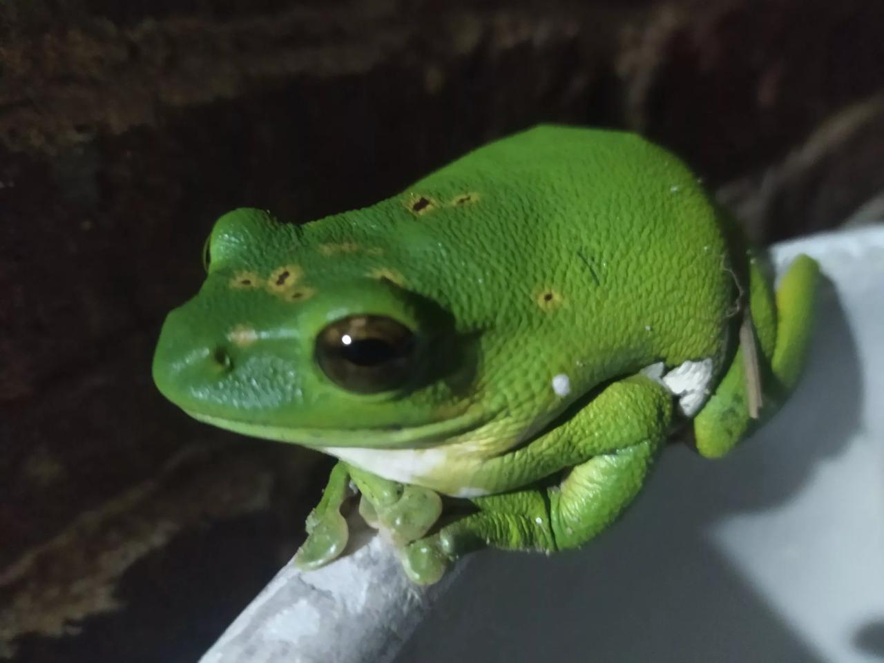 有谁认识这是什么品种的树蛙么[笑]，看着像老爷树蛙，但不确定，它真的特别萌，有一