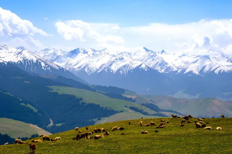 新疆最近这场雪可真是来势汹汹！据新疆气象局消息，11月21日夜间到22日夜间，北