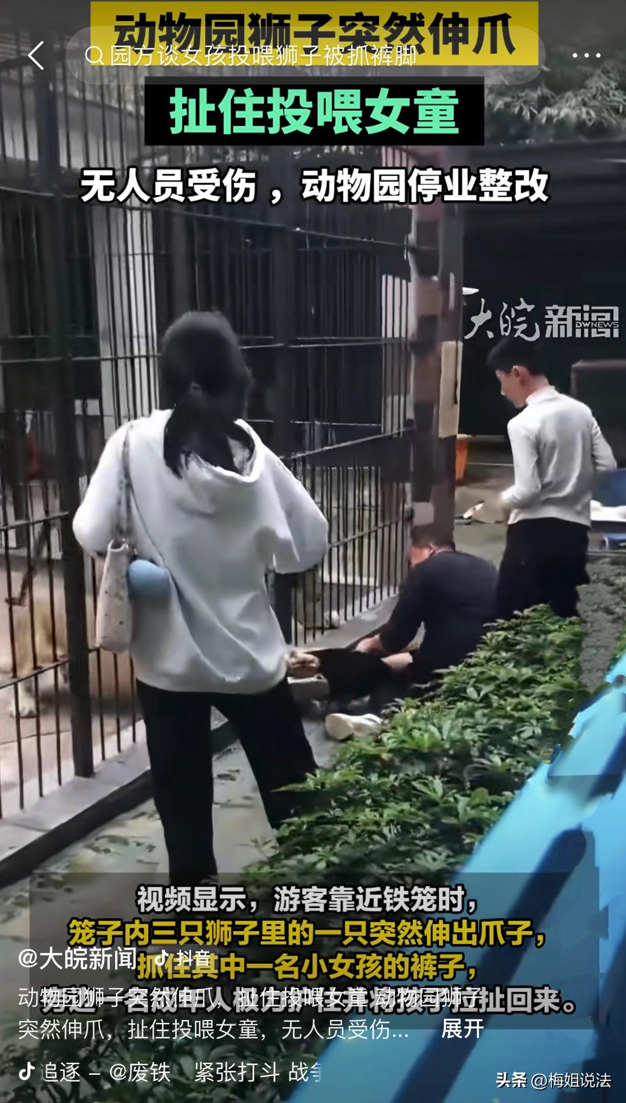 广东汕头，10岁女孩逛动物园，学人拿肉喂狮子，旁边的工作人员见她够不着，就让她走