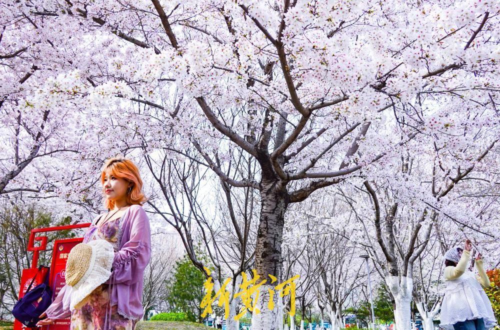 济南湖滨广场迎樱花盛花期，浪漫花海成春日打卡胜地！3月25日，随着气温回暖，位于