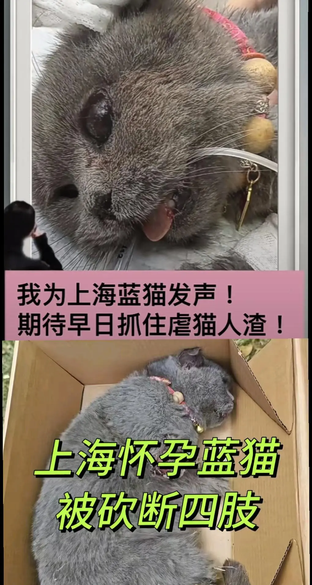 我为所有惨遭虐杀的小动物 发声 我支持将虐杀小动物行为纳入《治安处罚法...