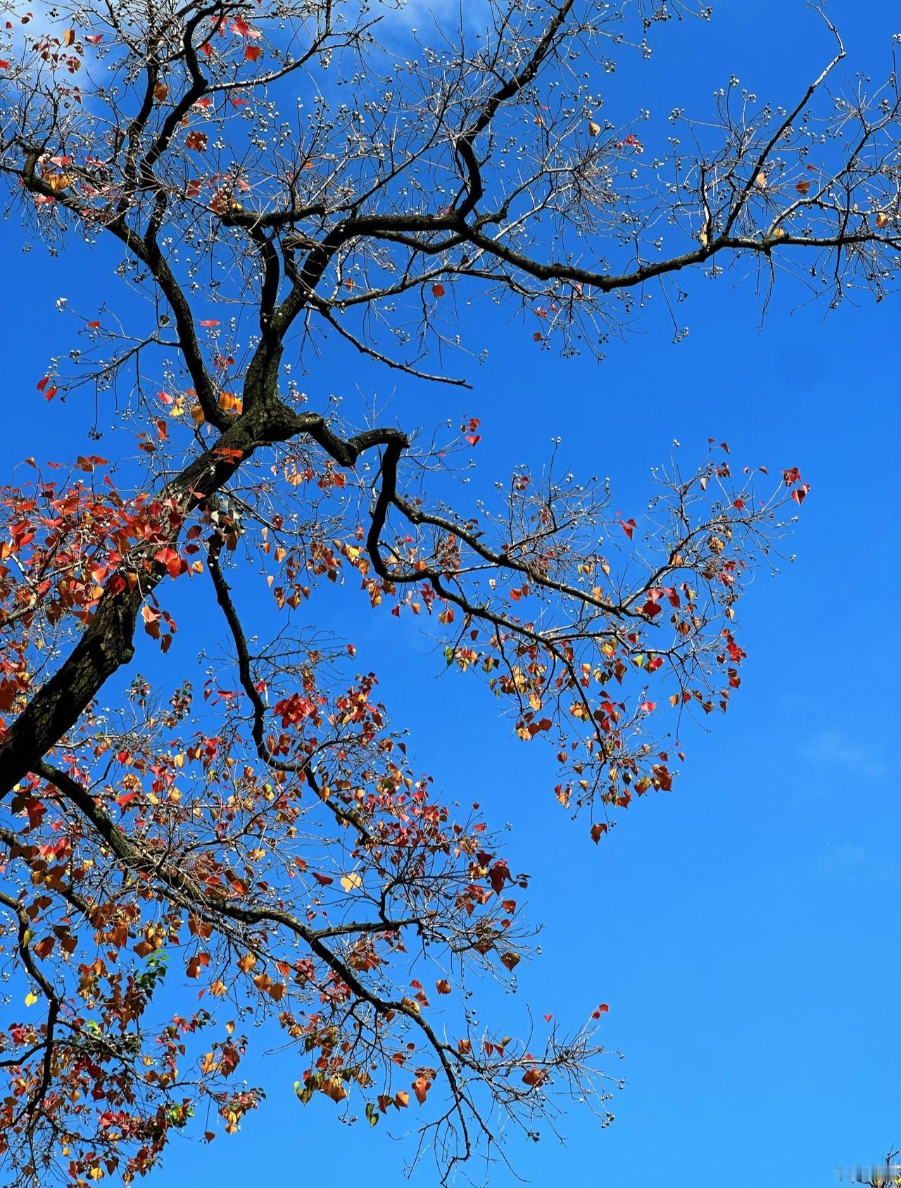 秋冬的眼睛是藏不住的
随处可见的
甚至连名字都叫不上的树
搭配着天空的底色
随手