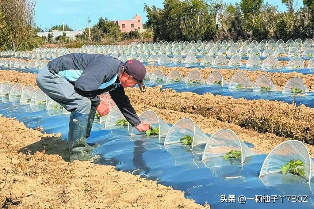 台东县长去海峡论坛推销当地凤梨释迦，非但没得到支持，反倒被台陆委会盯上要查办，还