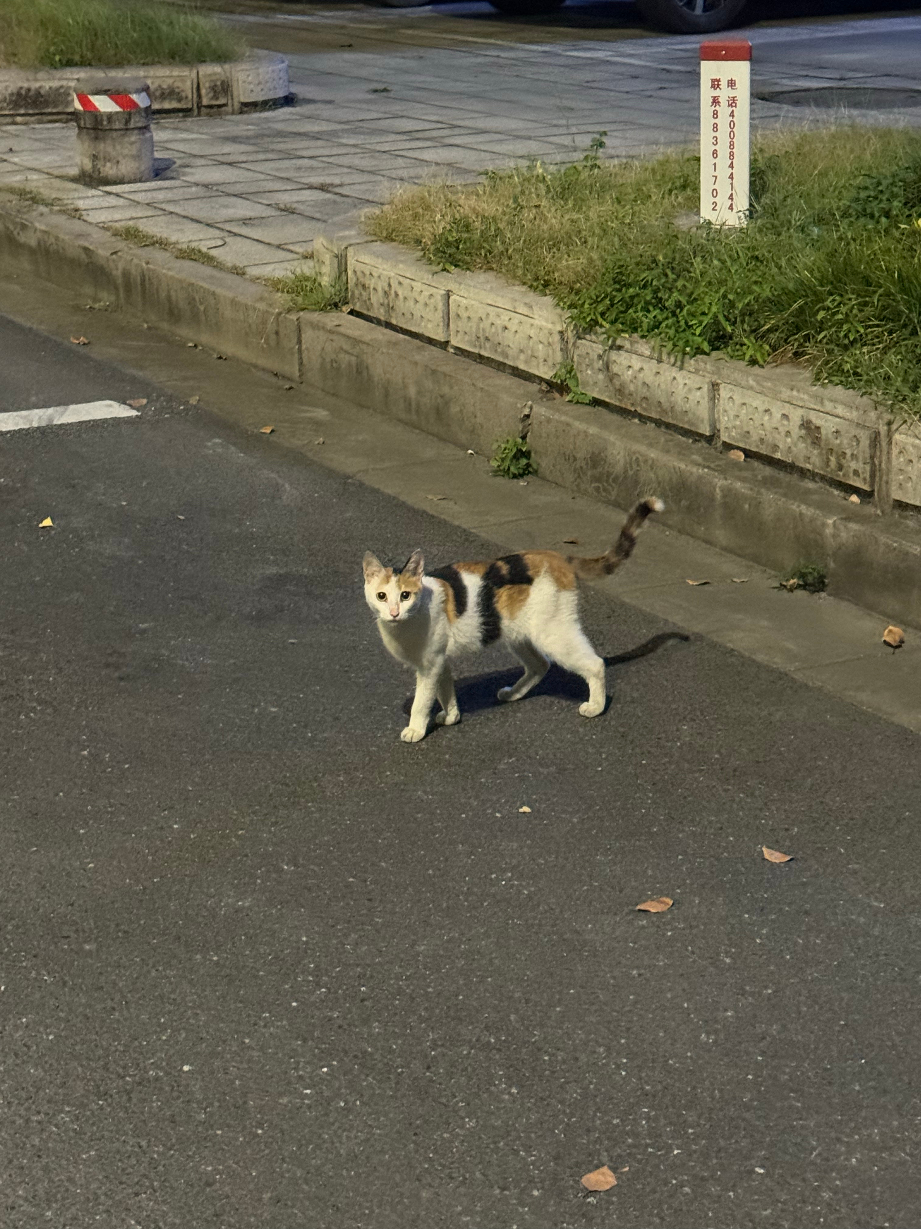 小咪 