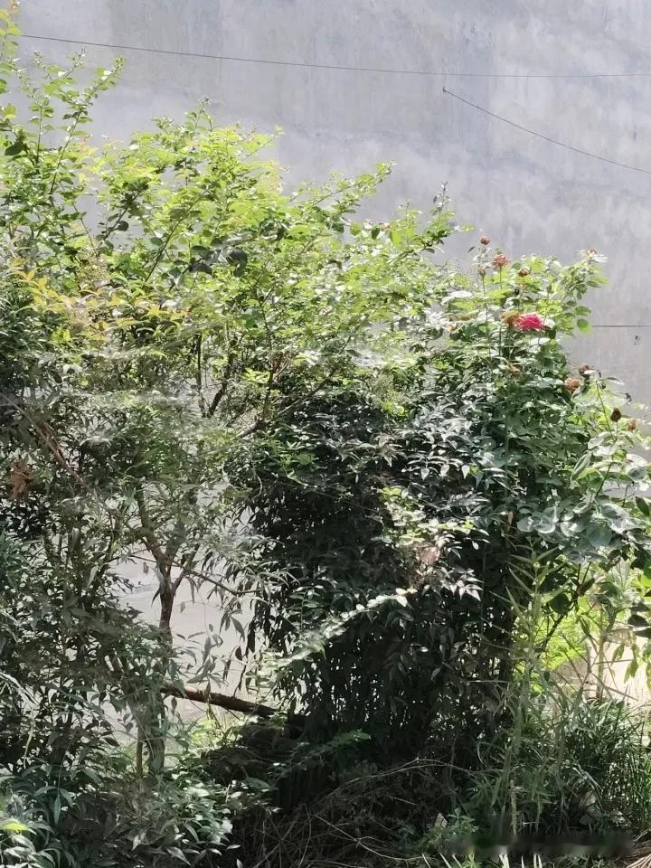 阳光洒满的花园，绿意盎然，花香四溢。