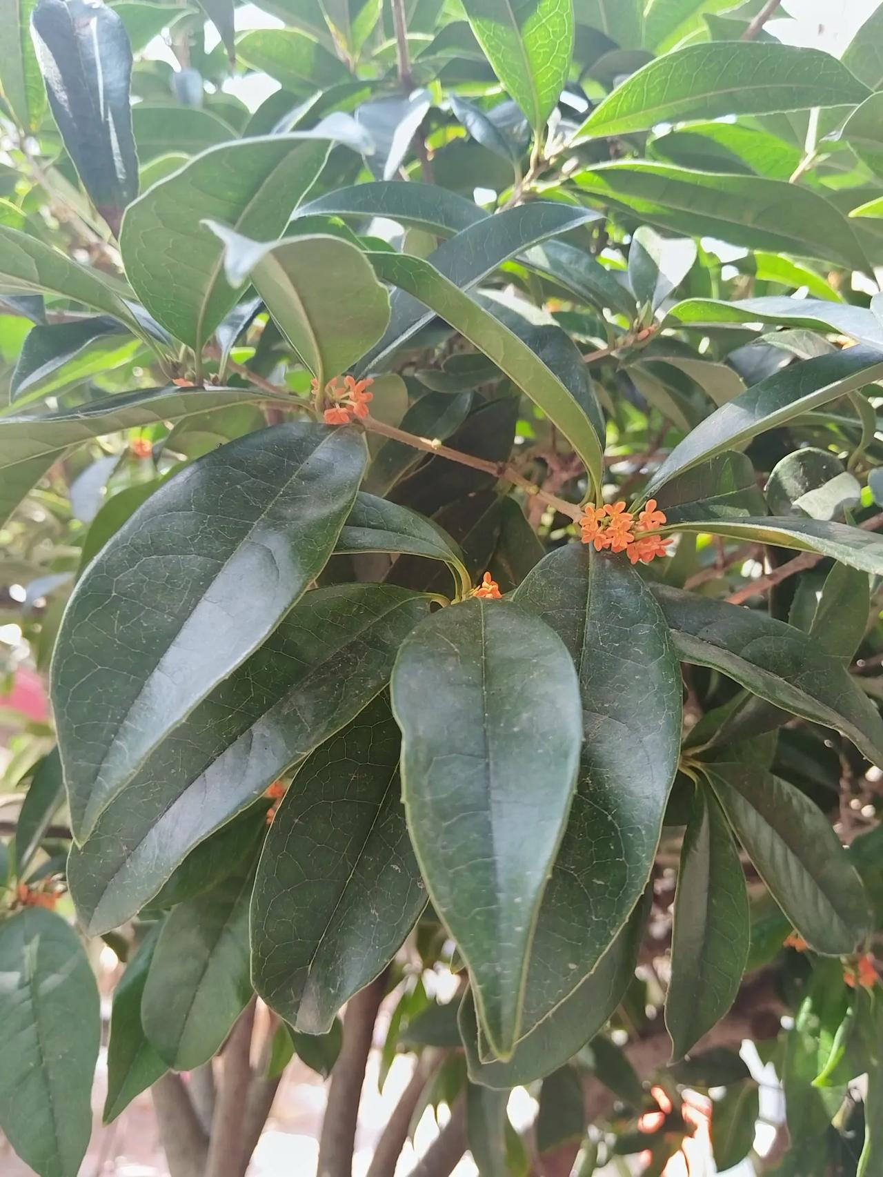 今年的桂花终于开了，昨天路过小公园闻到一股淡淡的香气，闻香到处寻找看到前面一棵高