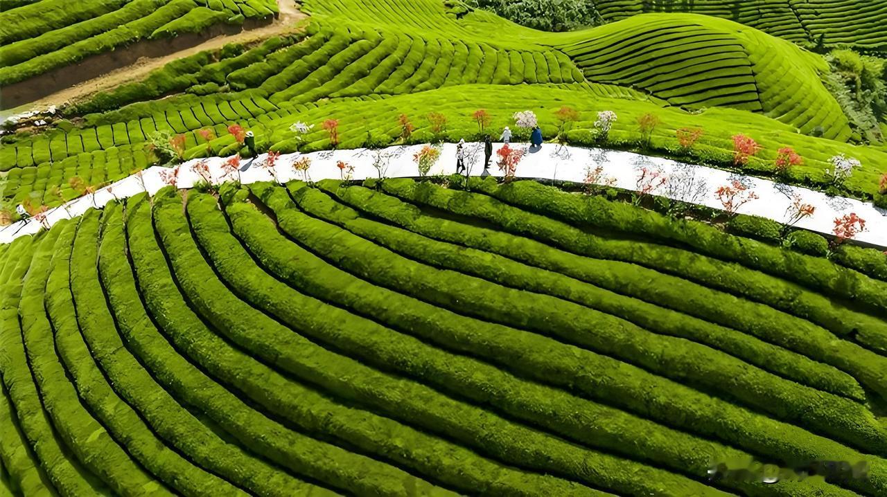 云雾山中出好茶。云雾缭绕青山间，层层茶园青翠欲滴，浸润着山间湿气，滋养出上好清茶