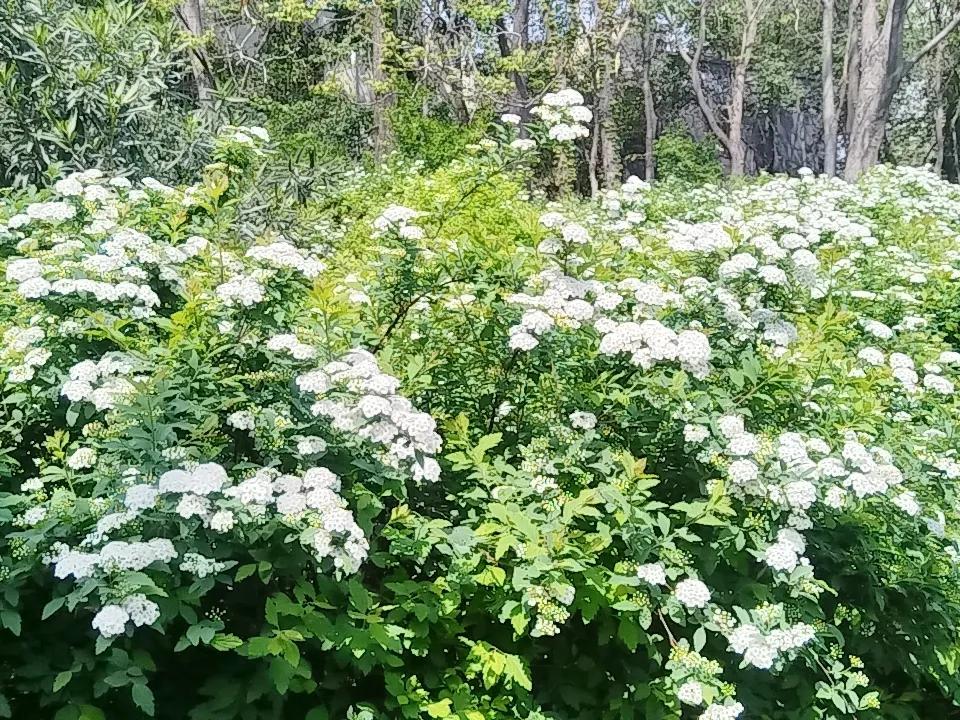 分享一张你拍的花，什么花都行 最美公园随拍