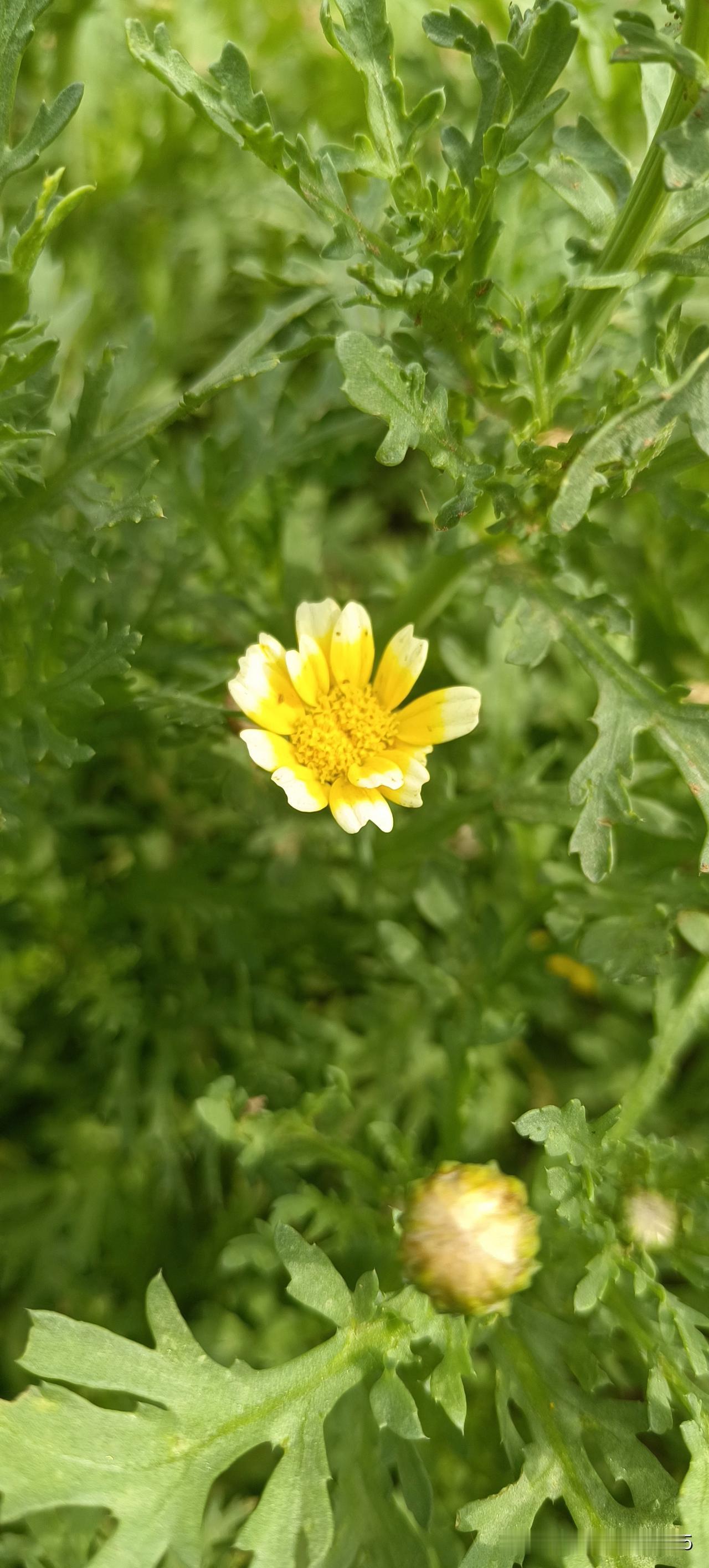 你们知道这是谁开出来的花吗？你们见过这种花吗？
告诉你们吧，这就是我们平时吃的青
