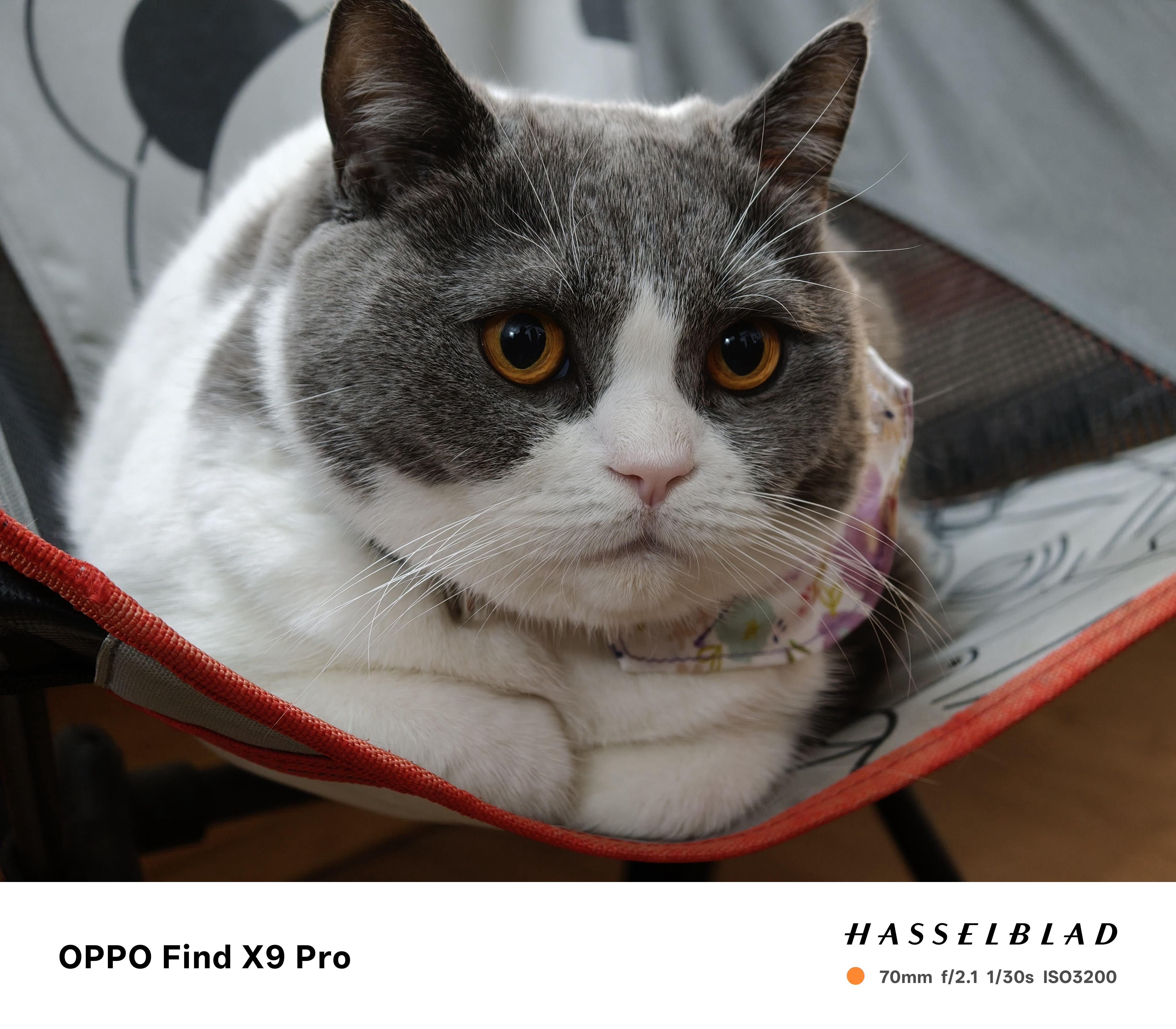 给初一戴了个小丝巾，太可爱了