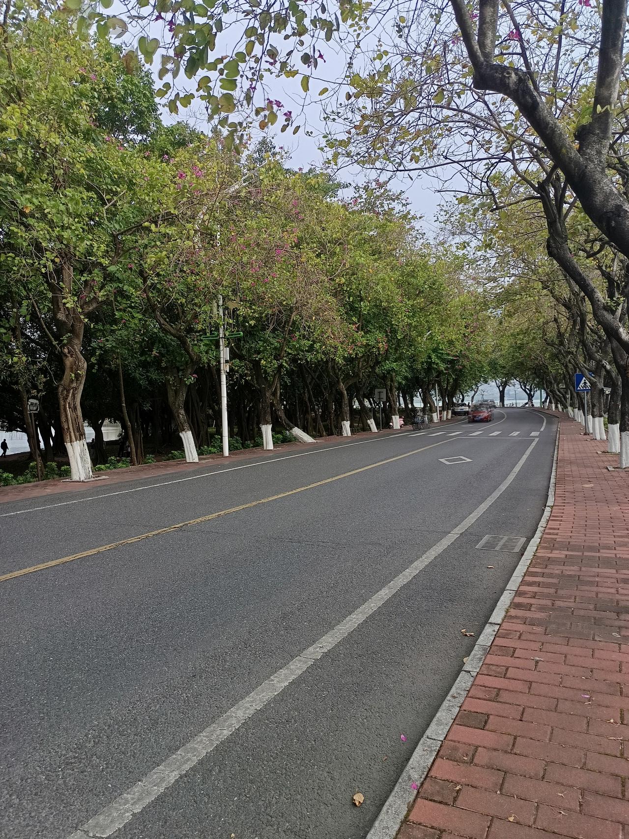 家人们谁懂啊，这里是紫金西堤了
有100多棵紫荆花树
现在正在盛开



公园散