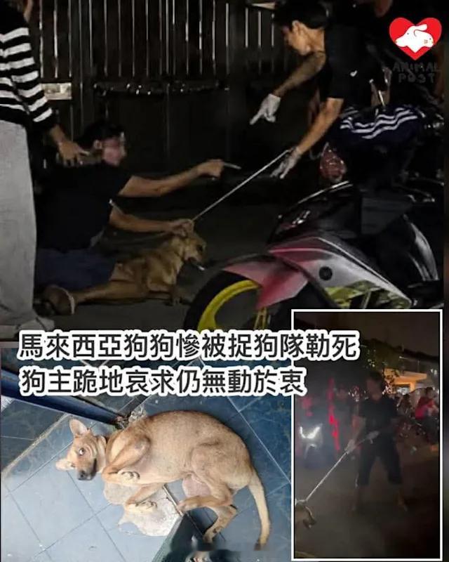 要爱护动物残杀狗狗劊子手小心因果报应 「马来西亚巴生市 政府捉狗隊勒頸殘殺狗狗 