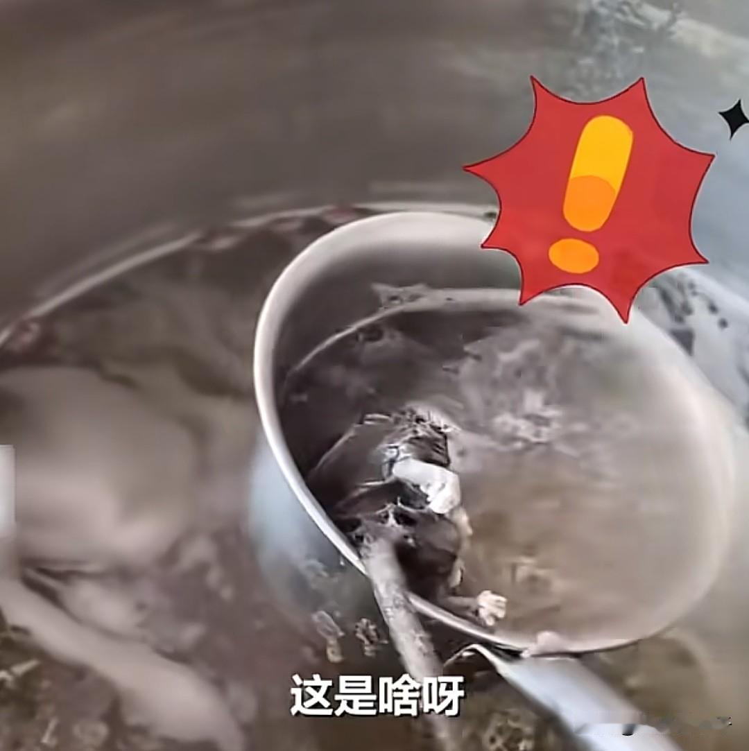 太恶心了！
近日，广西百色，一顾客在早餐店吃早餐时去加汤，没想到在汤锅里捞出一只