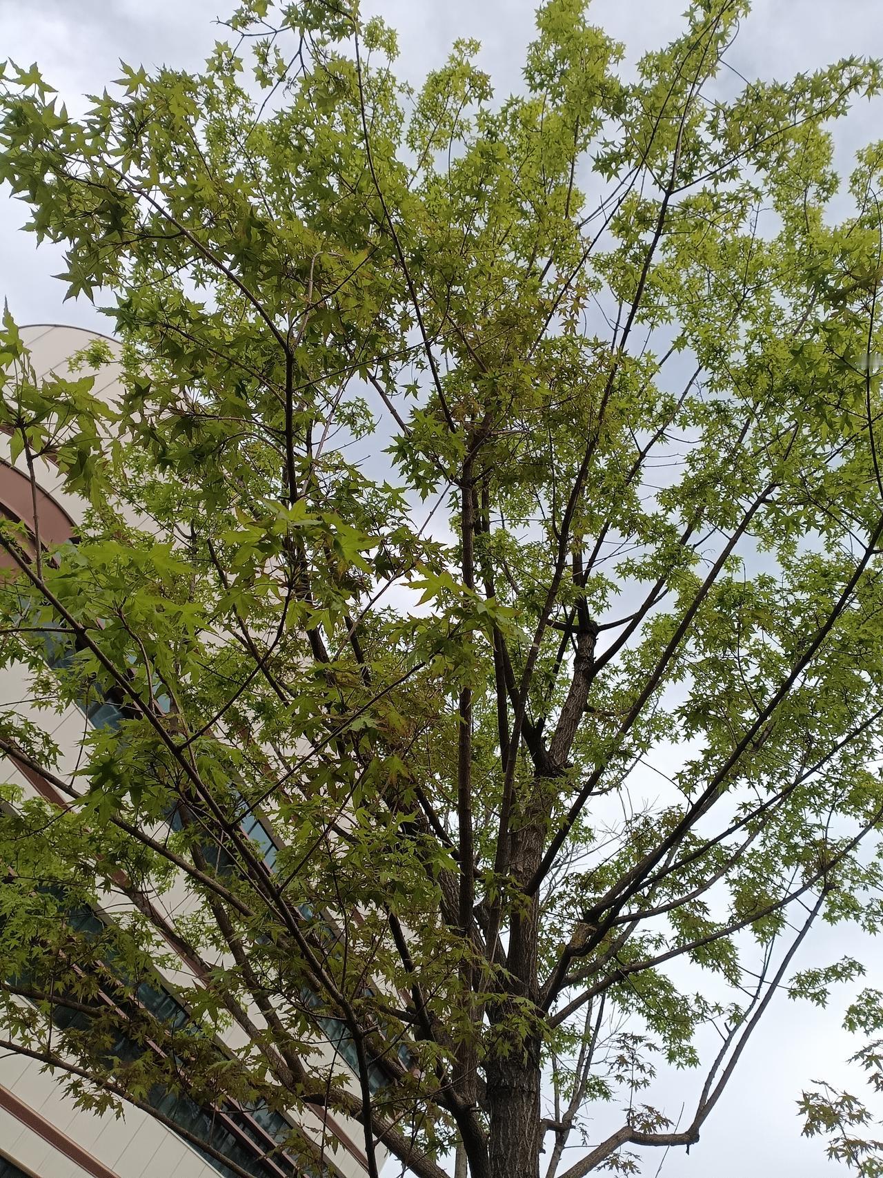 《春枫》
五角抽新沐暖光，
枝繁叶茂溢青苍。
春光尽染枝头绿，
满树生机入画堂。