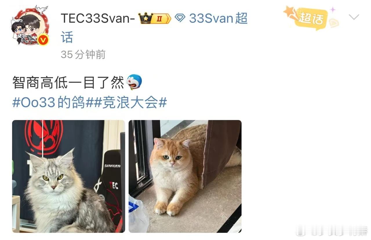 33以貌取猫 捕捉33镜头下的萌猫暴击，两只小宝贝各有各的软萌，呆呆乖乖的超讨喜