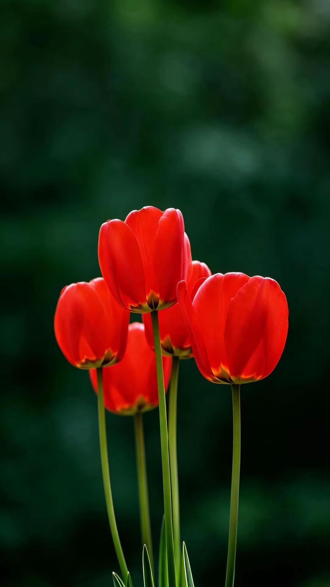 岁月一路花开。花草无言自愈凡俗 花语灵感
