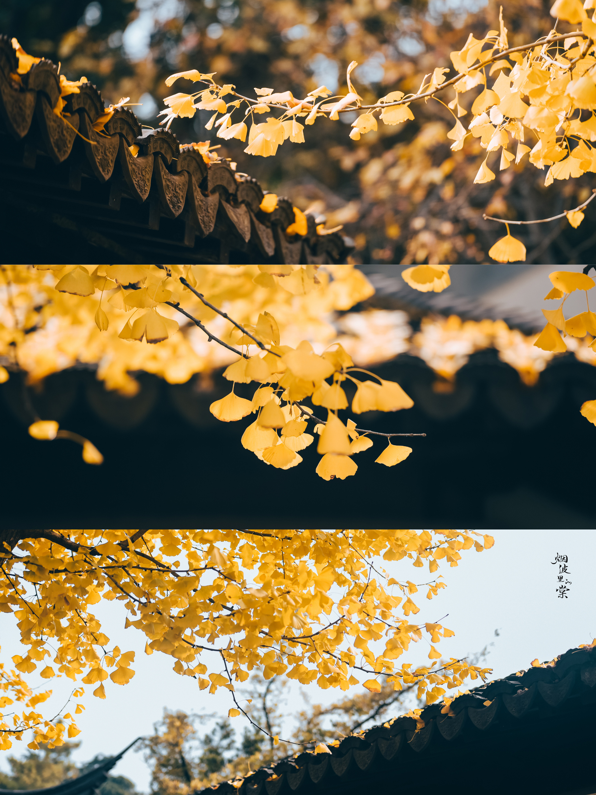 红枫如火 银杏似金 🍁   