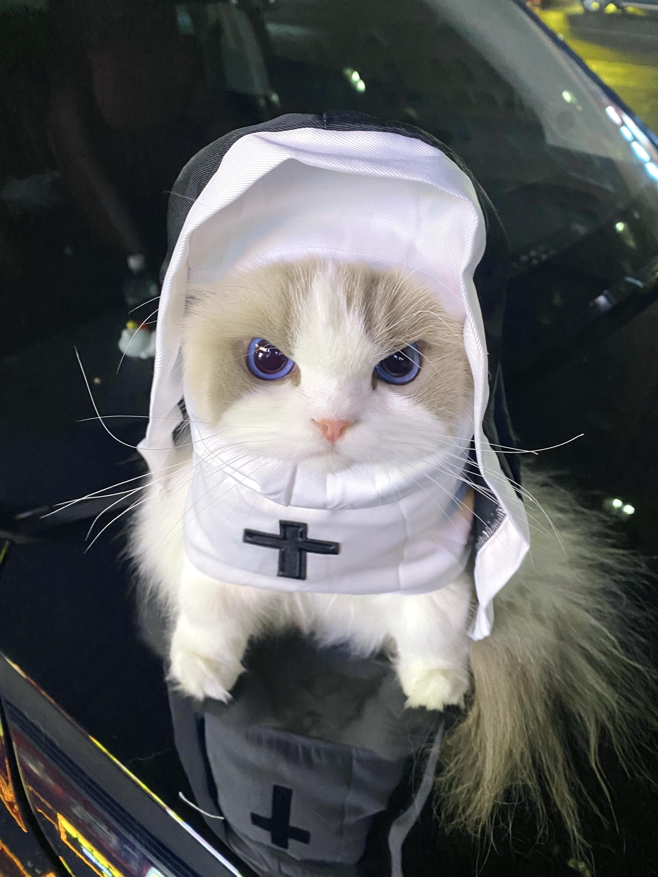 修猫审判人类 让他们臣服。