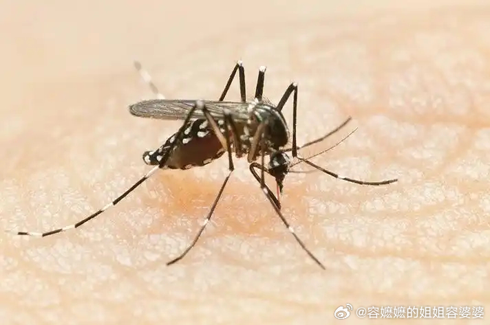 今年蚊子可能迎来史诗级加强没用的冷知识：蚊子种群的监控与繁殖饲养隶属于市级疾控部