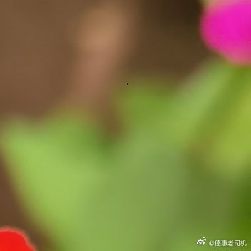 随手拍花草下午好 德惠·国翠园