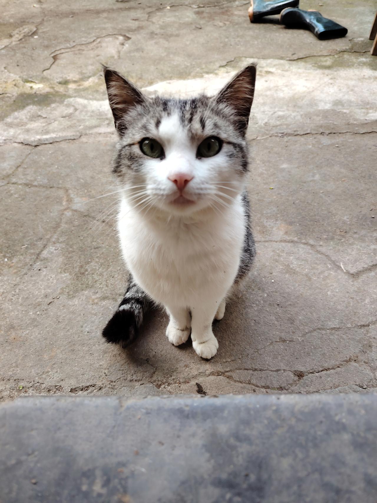 可爱的猫咪
