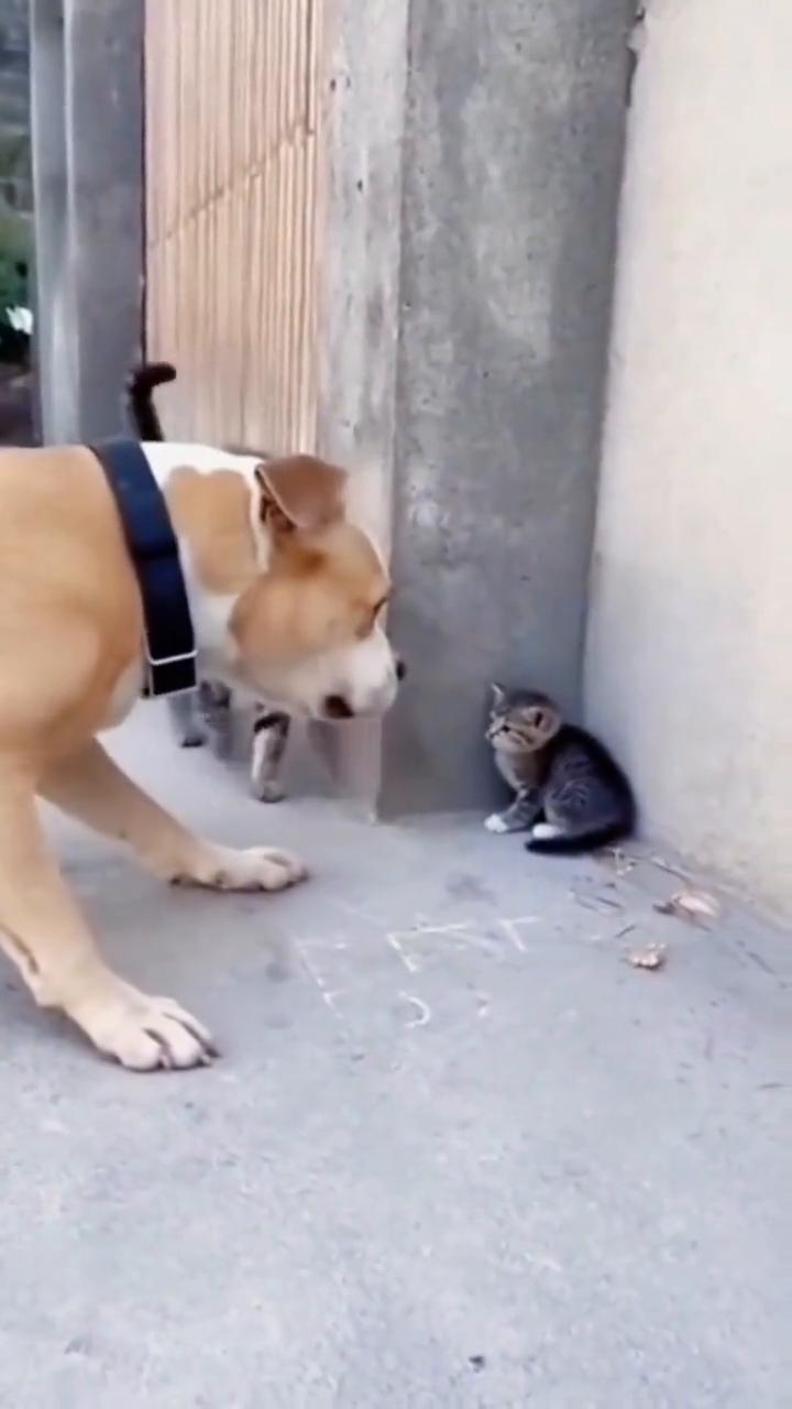 叫大哥！非静止画面。