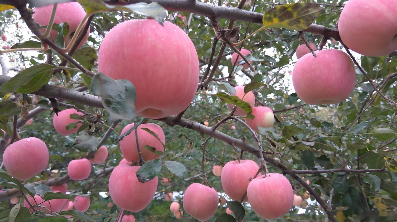 全国哪里的苹果最好吃？

苹果是我国代表性水果，种植广泛，但“最好吃”并无绝对答