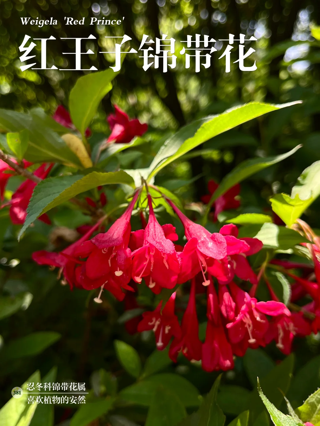 福州植物打标381｜绚烂夺目的红王子锦带花