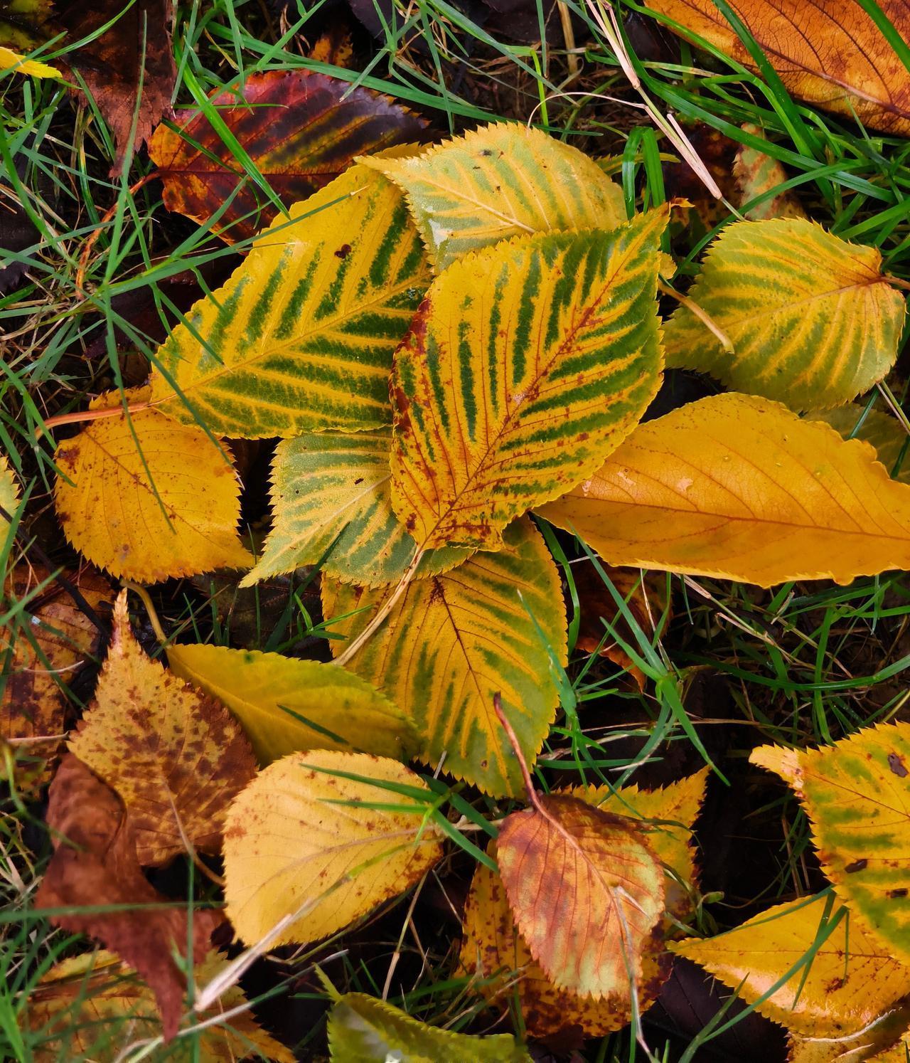 不必为落叶叹息，也无需为花期遗憾，在公园的秋日里，一片叶的从容，一朵花的热烈，都