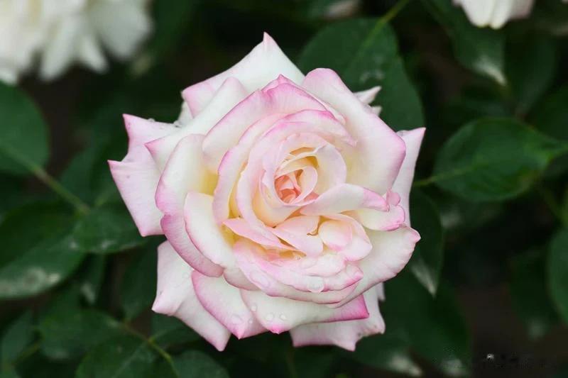 #秋日生活打卡记# 
月季花在一年四季里，每个季节里都绽放新颜，它的那种顽强的精