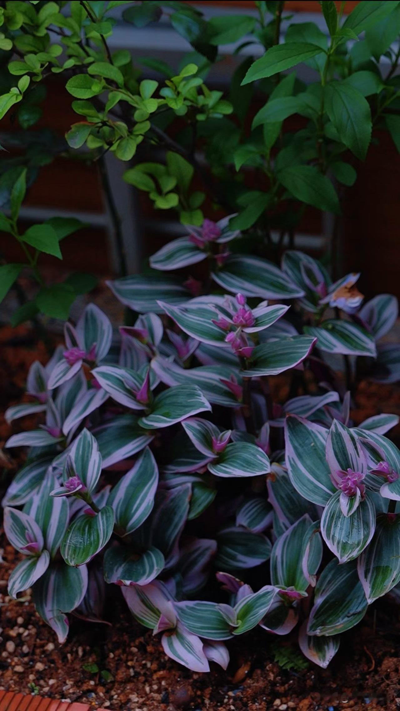 春日里的小美好，愿我的每一份创作都不被辜负，视频顺利过审、有流量！