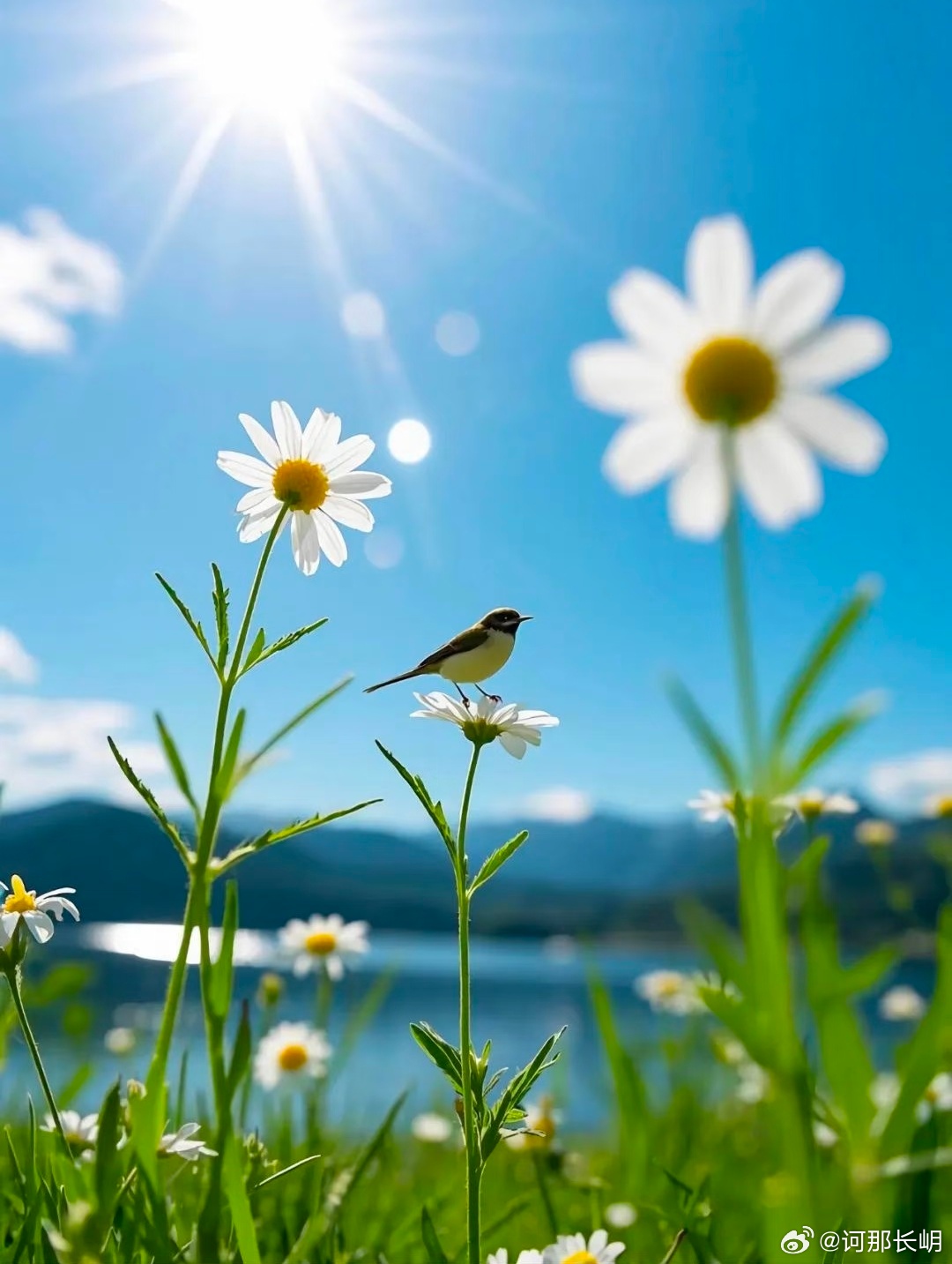 待人有尺，善良有度，心中有光，身上有刺。善良的人输了，一定不是输在智商，而是输在